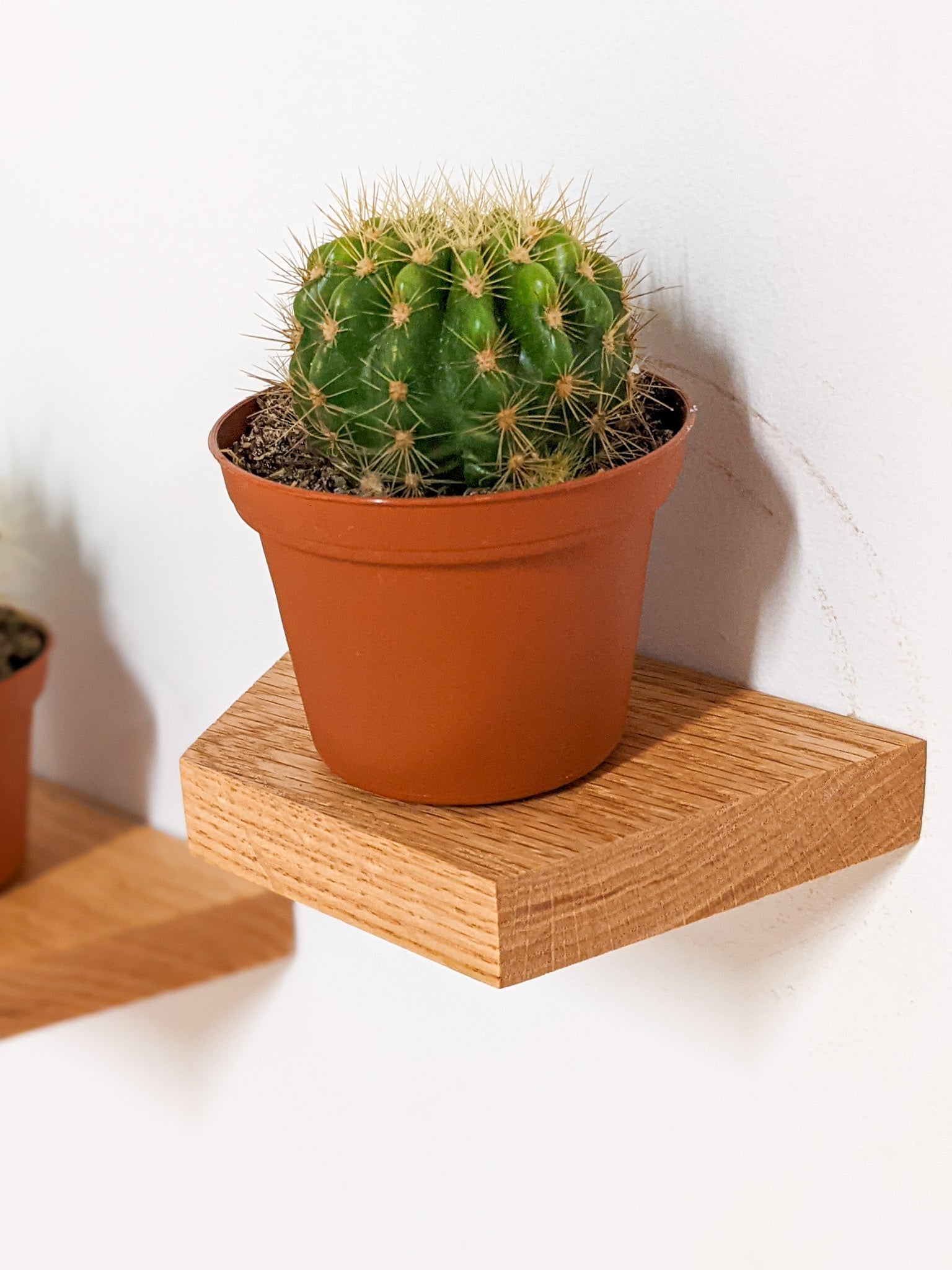 Milo Display Shelf | Handcrafted Mahogany, Trapezoid Design 5