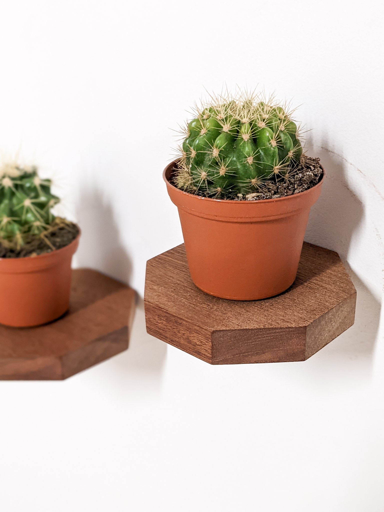 Milo Octagon Shelf | Handmade Mahogany Display 2