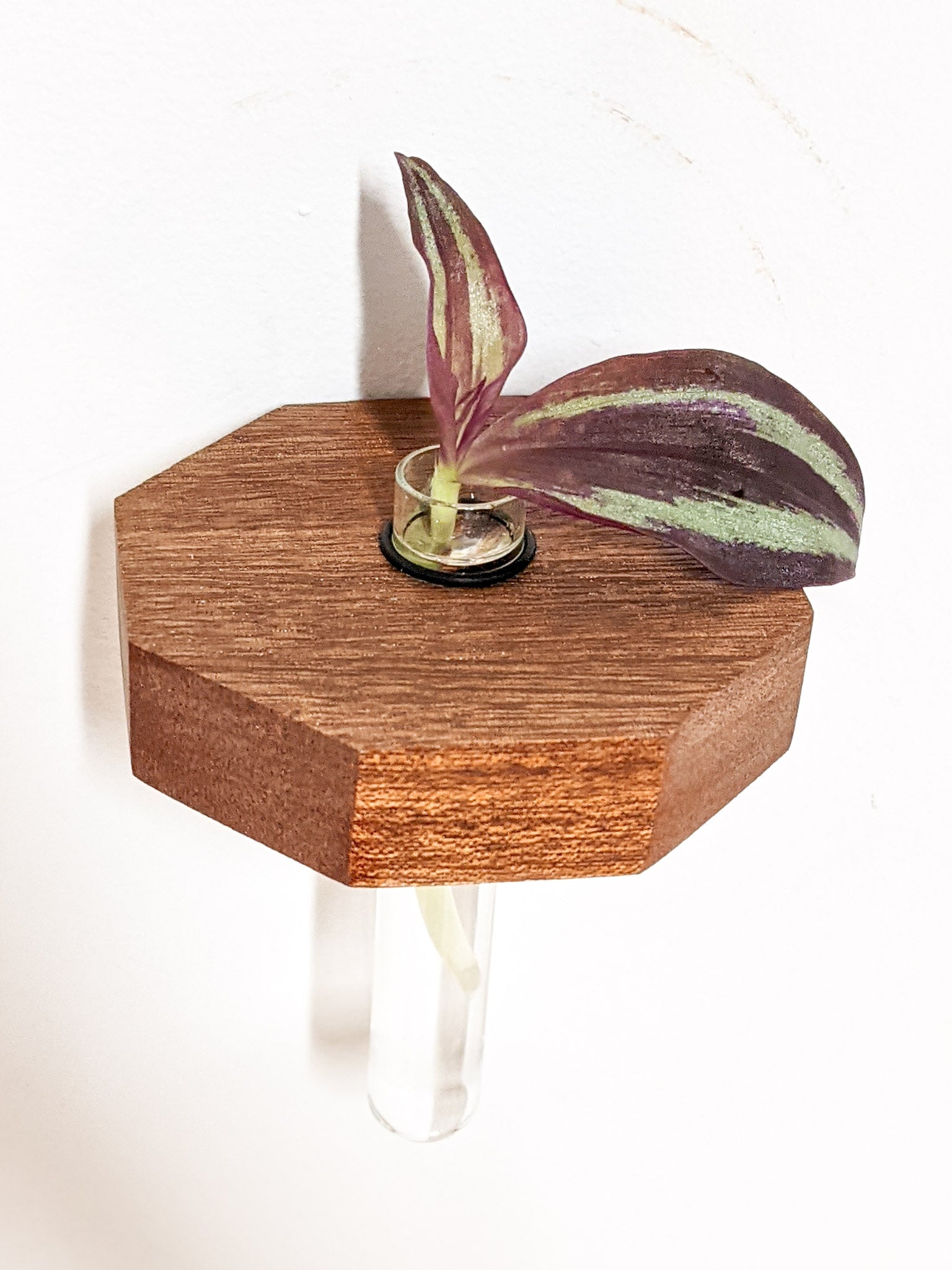 Octavia Propagation Station | Handcrafted Oak and Mahogany 6