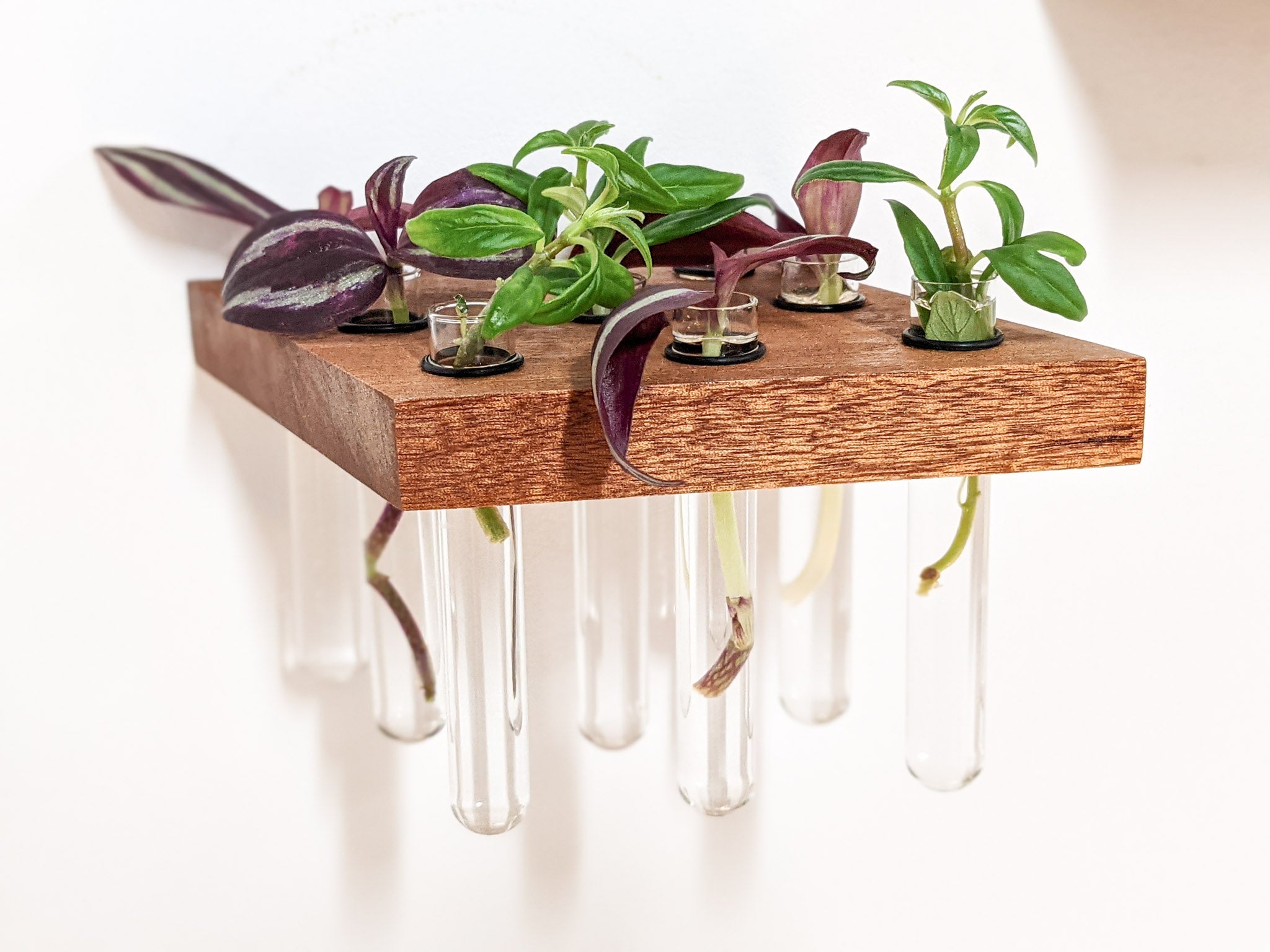 Rhea Propagation Station | Oak and Mahogany Display Shelf 2