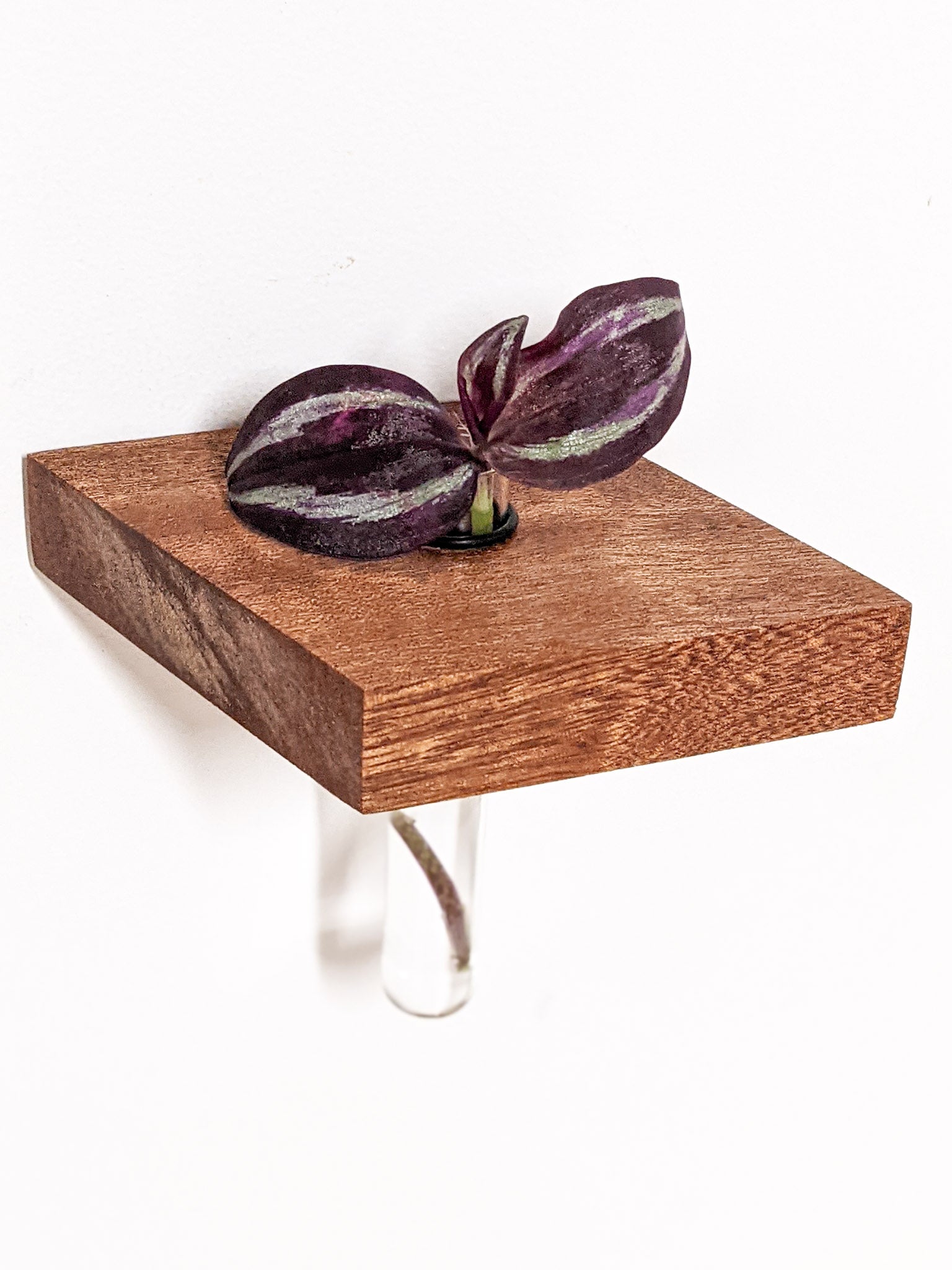 Rhea Propagation Station | Oak and Mahogany Display Shelf 5