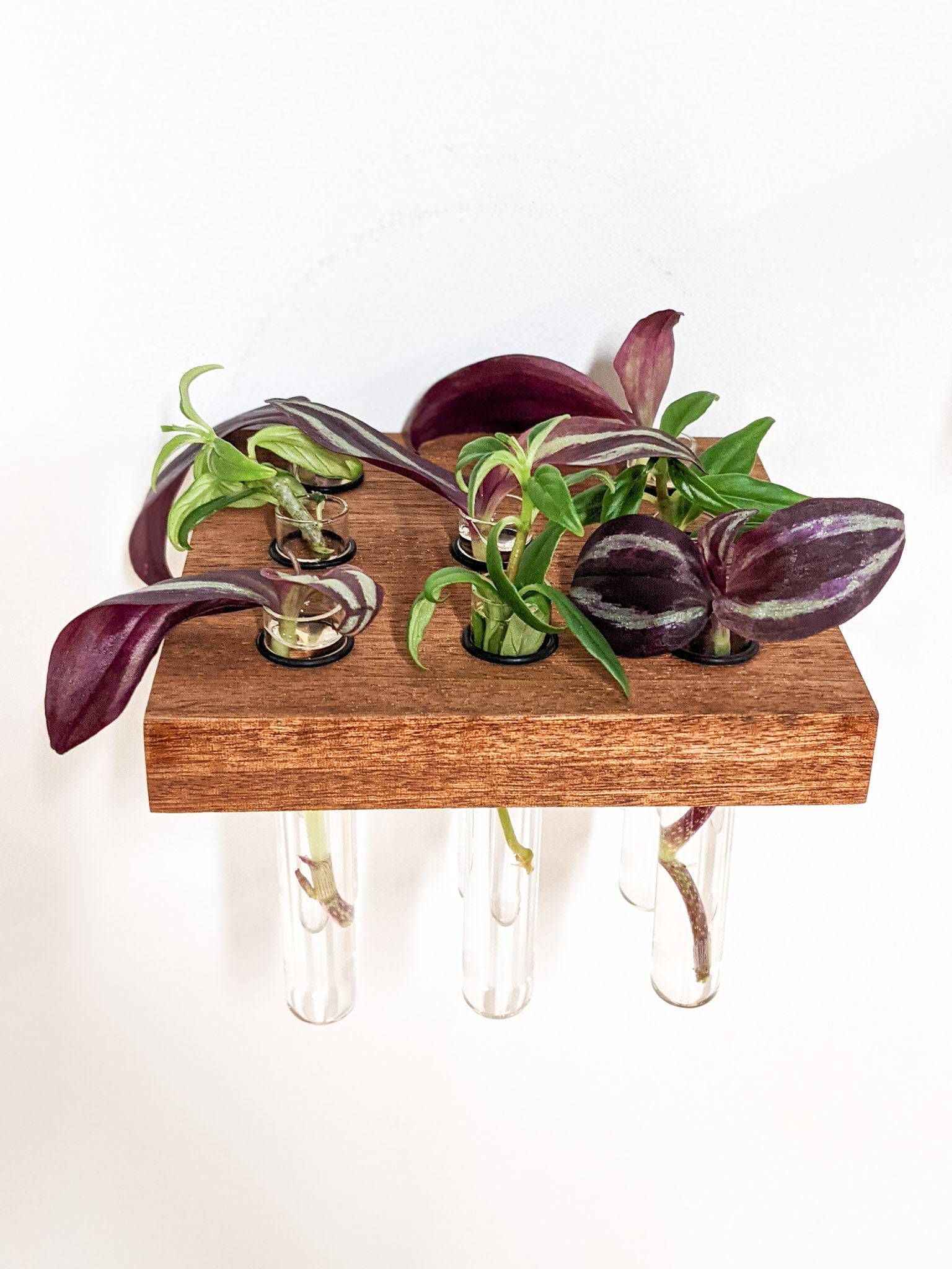Squa Plant Shelf Indoor | Handcrafted Oak or Mahogany with Glass Vases 4