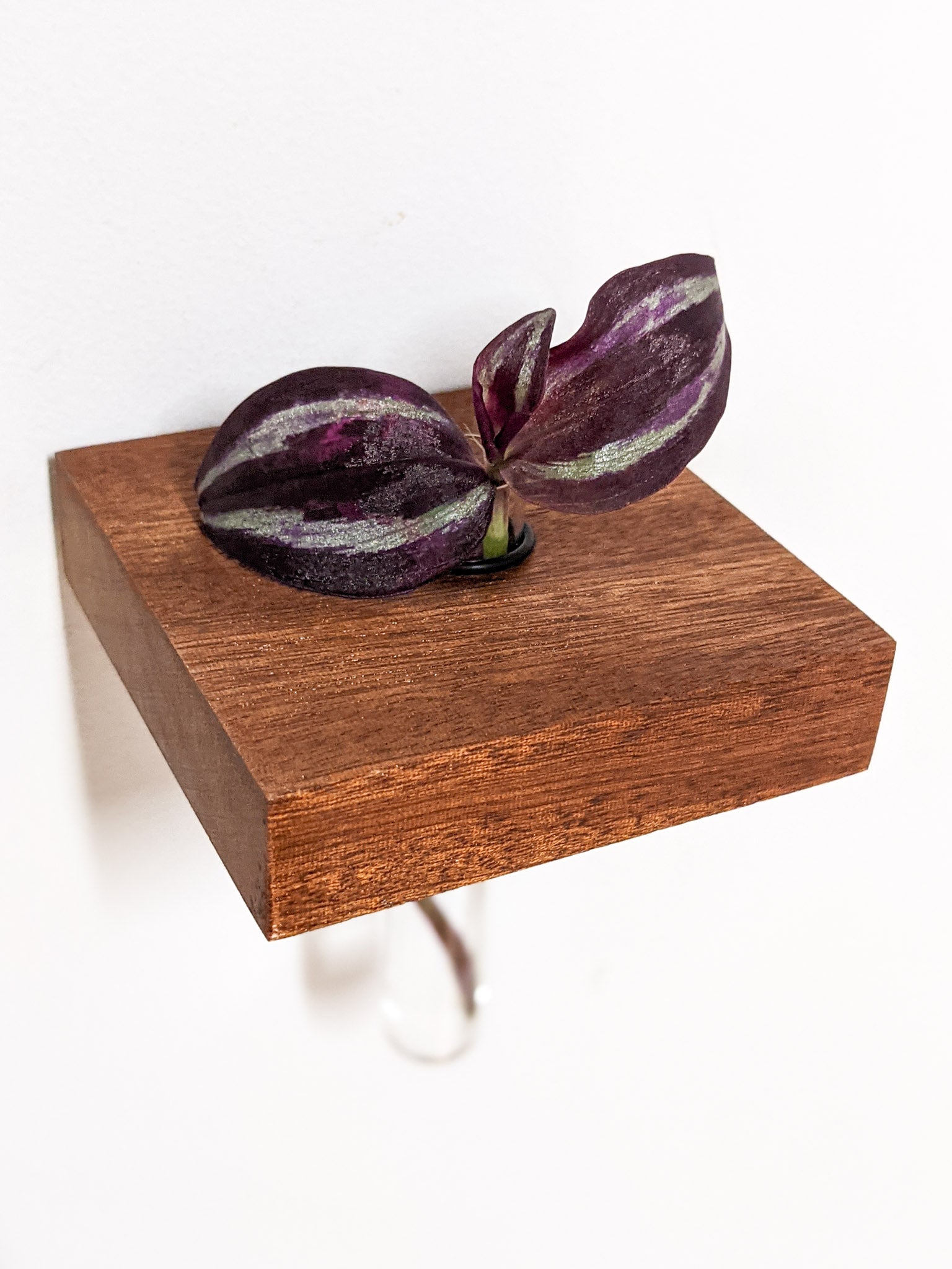 Squa Plant Shelf Indoor | Handcrafted Oak or Mahogany with Glass Vases 6