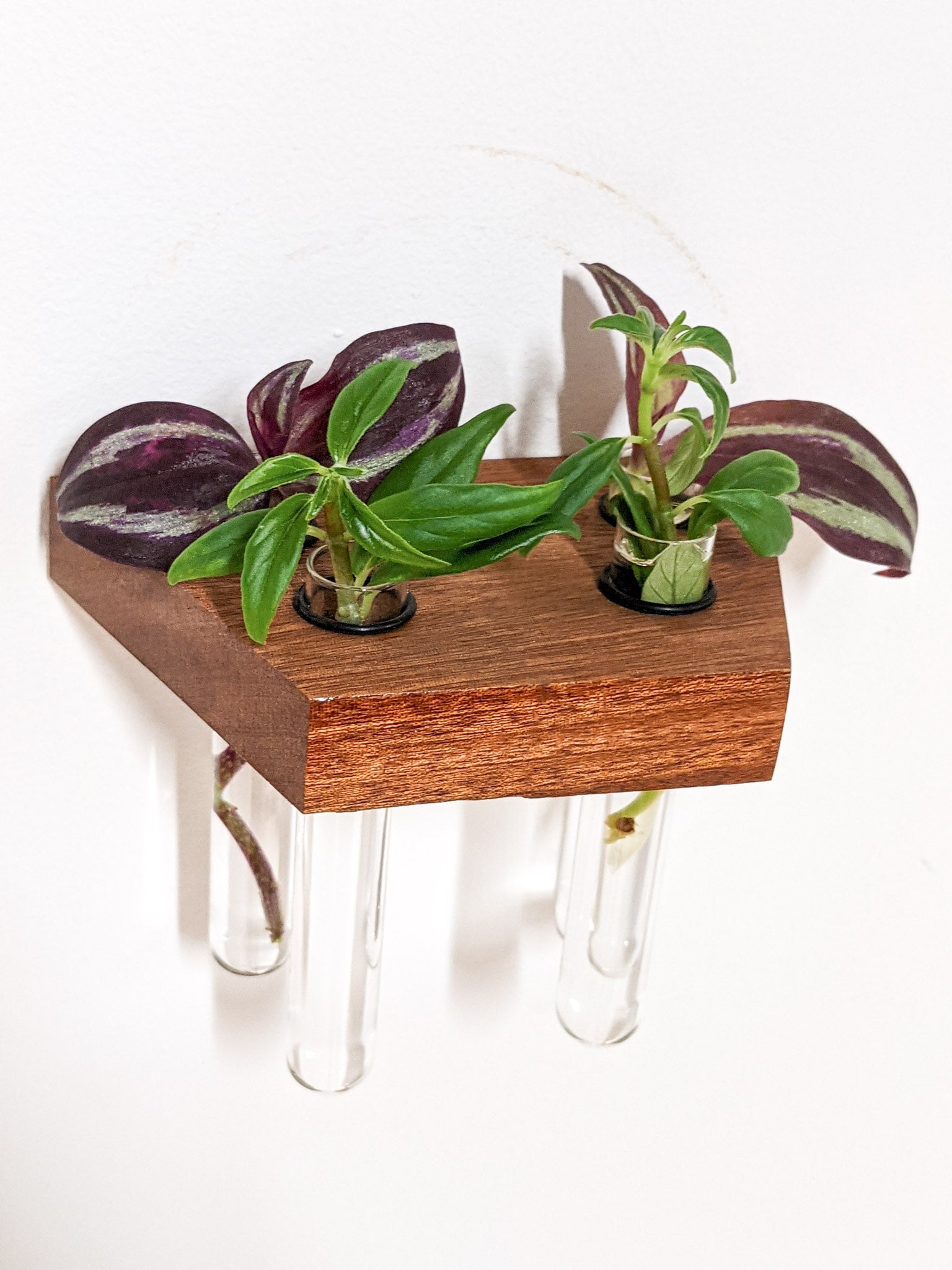 Tropica Trapezoid Shelf | Premium Oak or Mahogany for Plant Cuttings 3