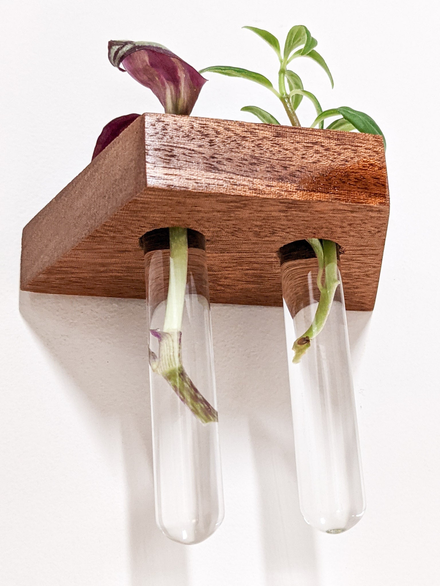 Tropica Trapezoid Shelf | Premium Oak or Mahogany for Plant Cuttings 6