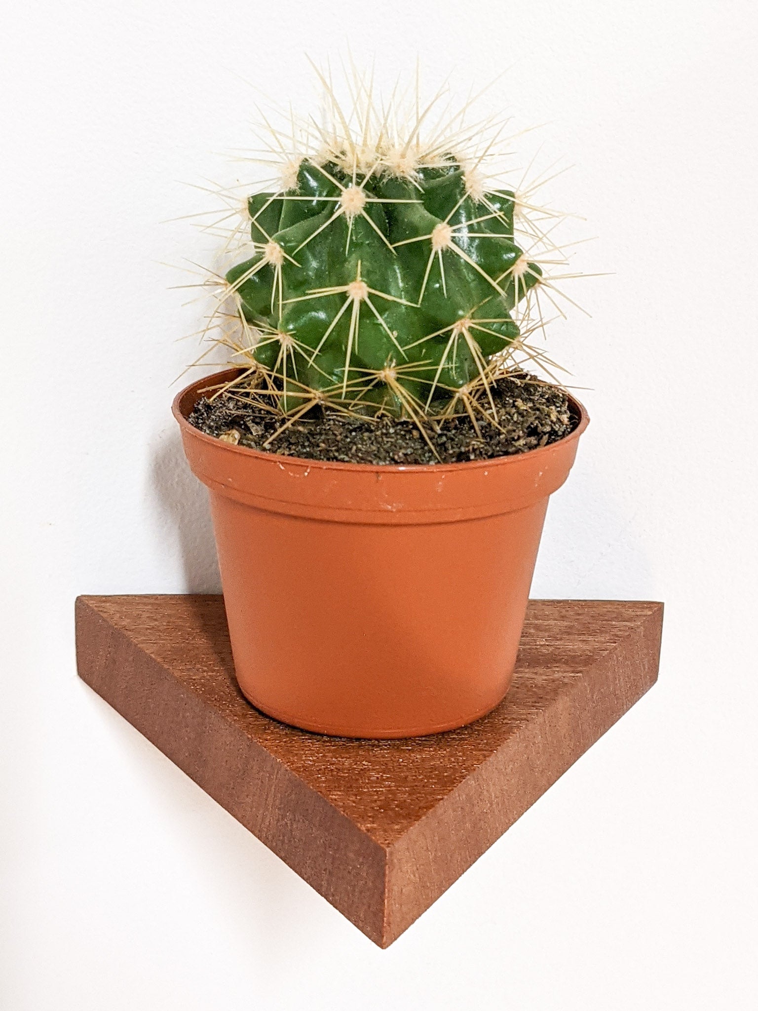 Mahi Triangle Shelf | Handmade Mahogany Floating Wall Shelf 2
