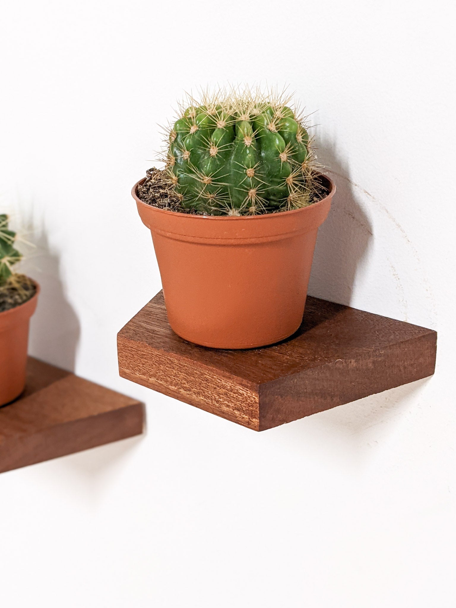 Milo Display Shelf | Handcrafted Mahogany, Trapezoid Design 0
