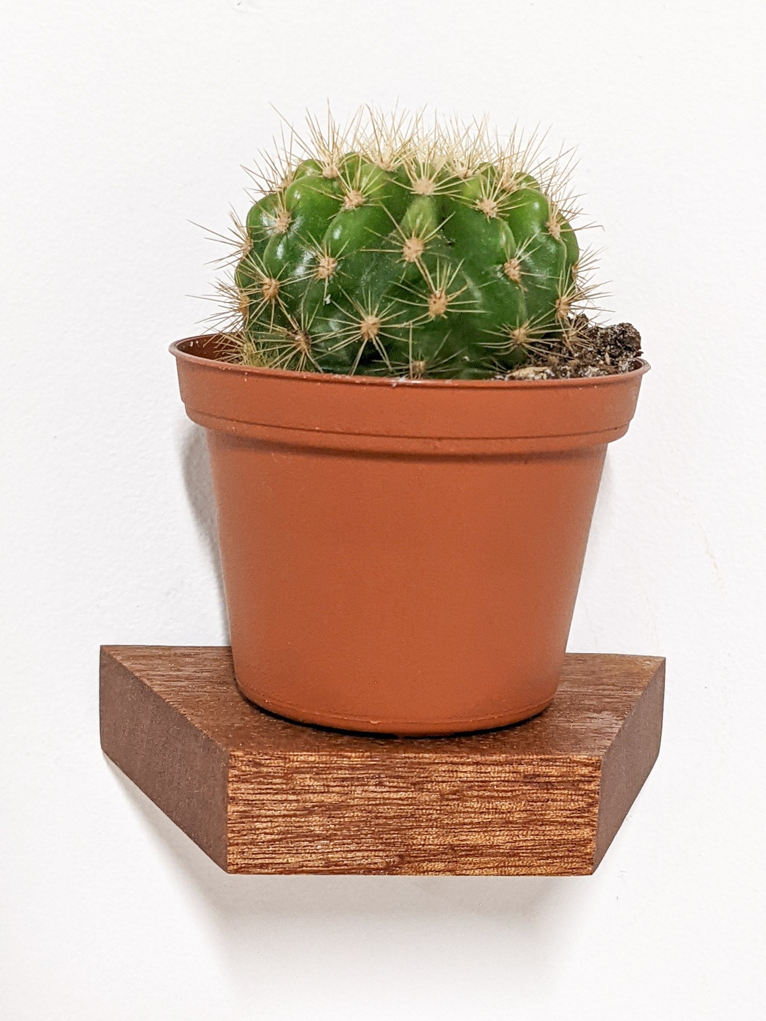 Milo Display Shelf | Handcrafted Mahogany, Trapezoid Design 1