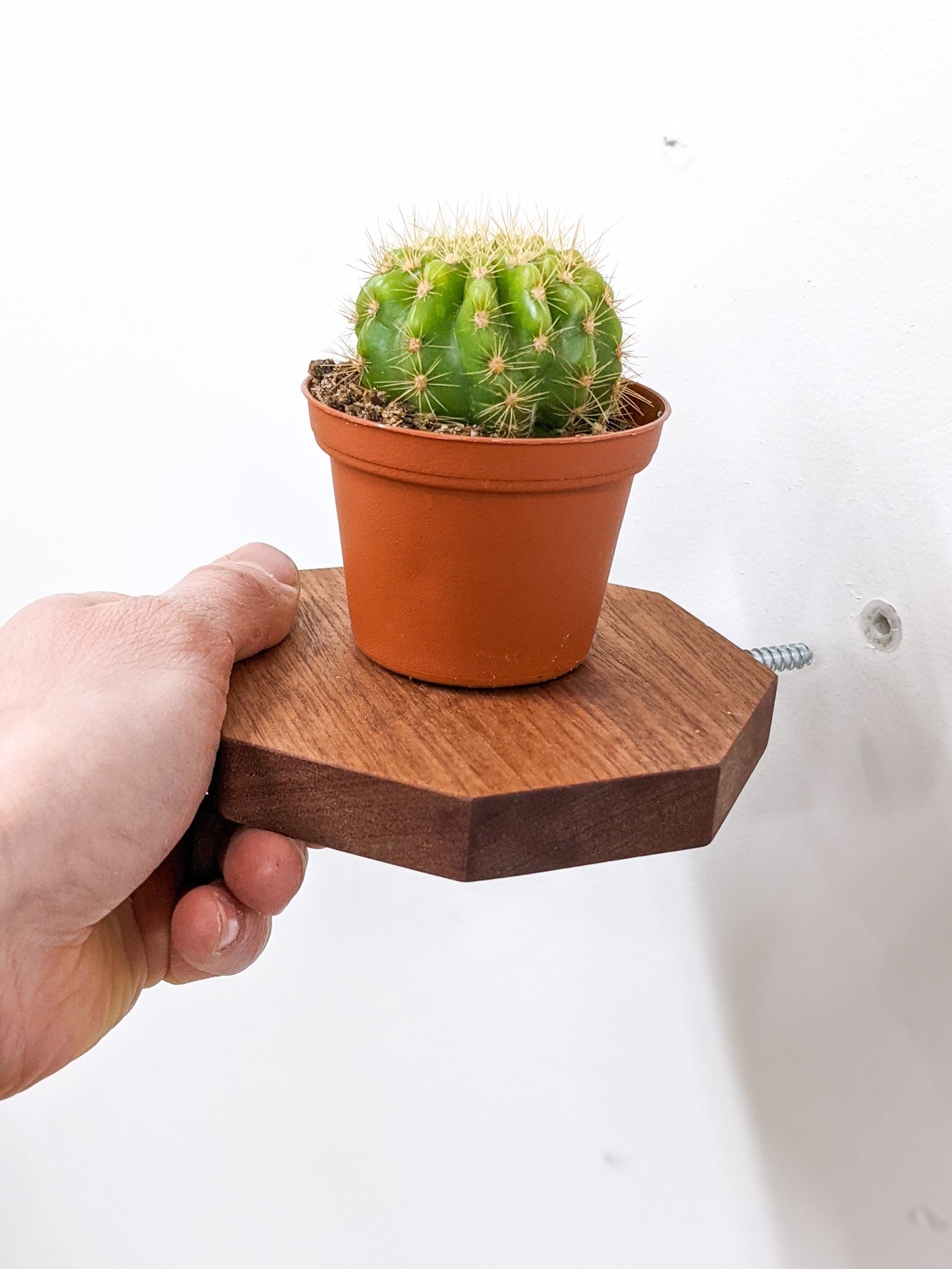Milo Octagon Shelf | Handmade Mahogany Display 1