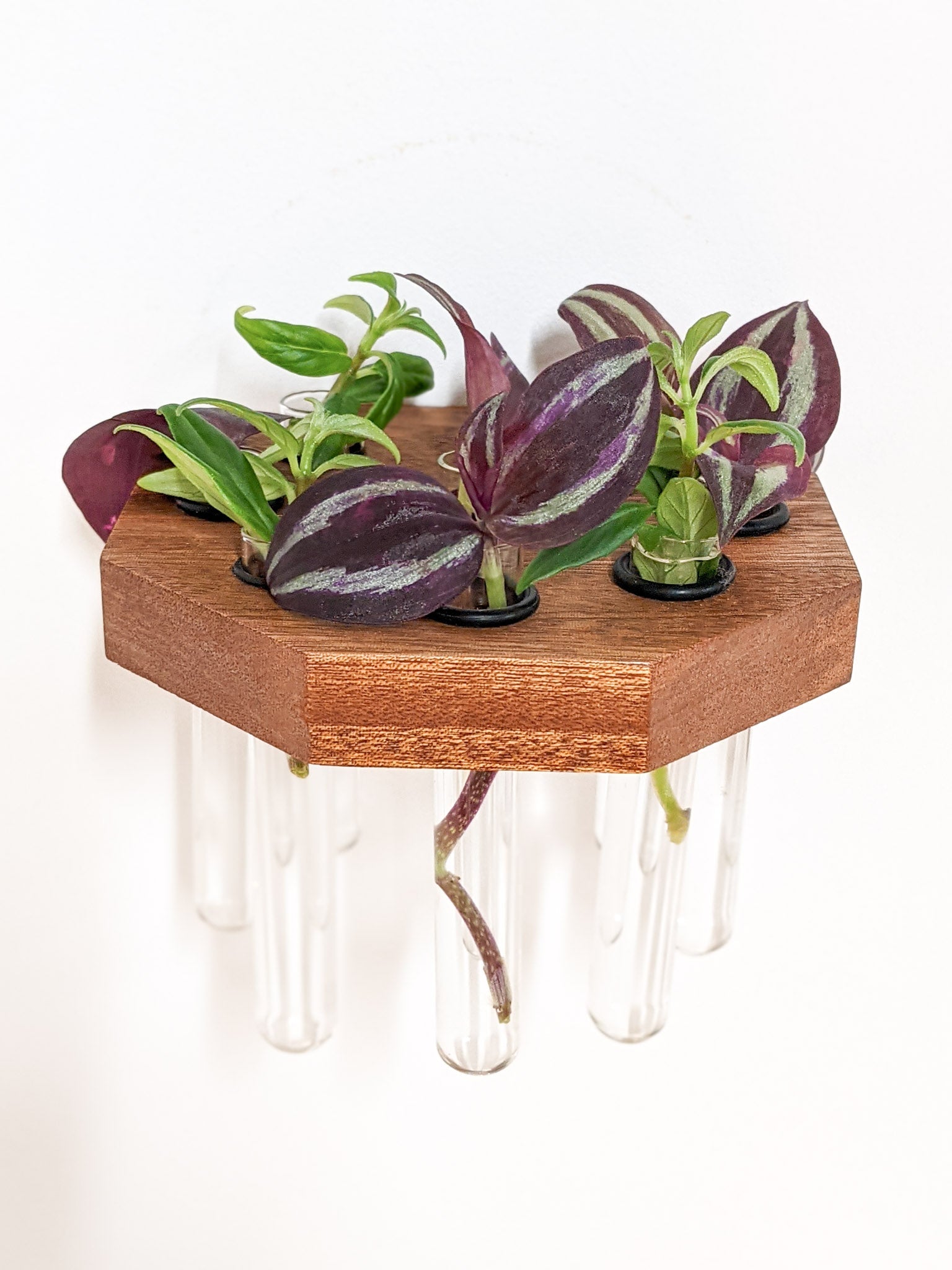 Octavia Propagation Station | Handcrafted Oak and Mahogany 1