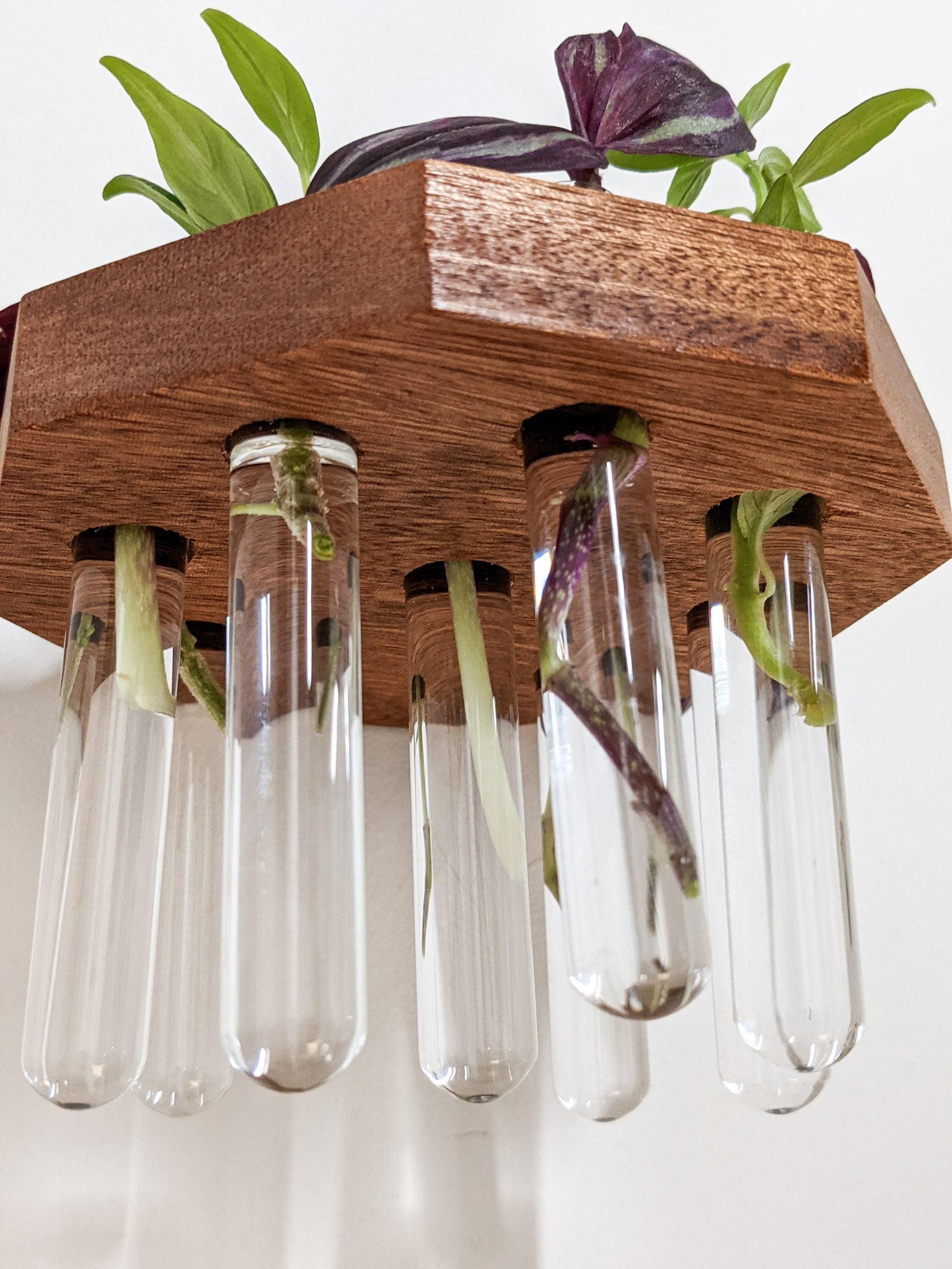 Octavia Propagation Station | Handcrafted Oak and Mahogany 2