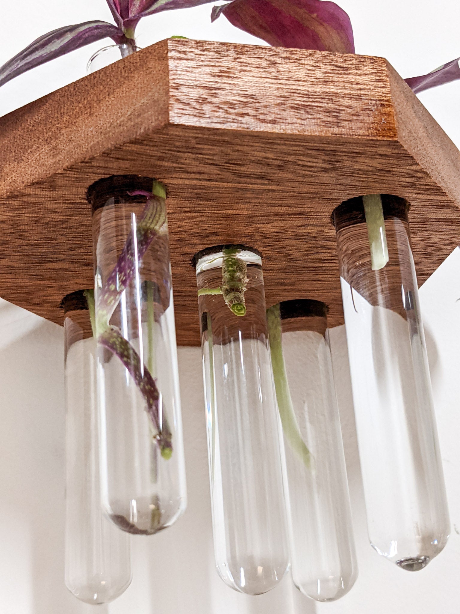Octavia Propagation Station | Handcrafted Oak and Mahogany 4