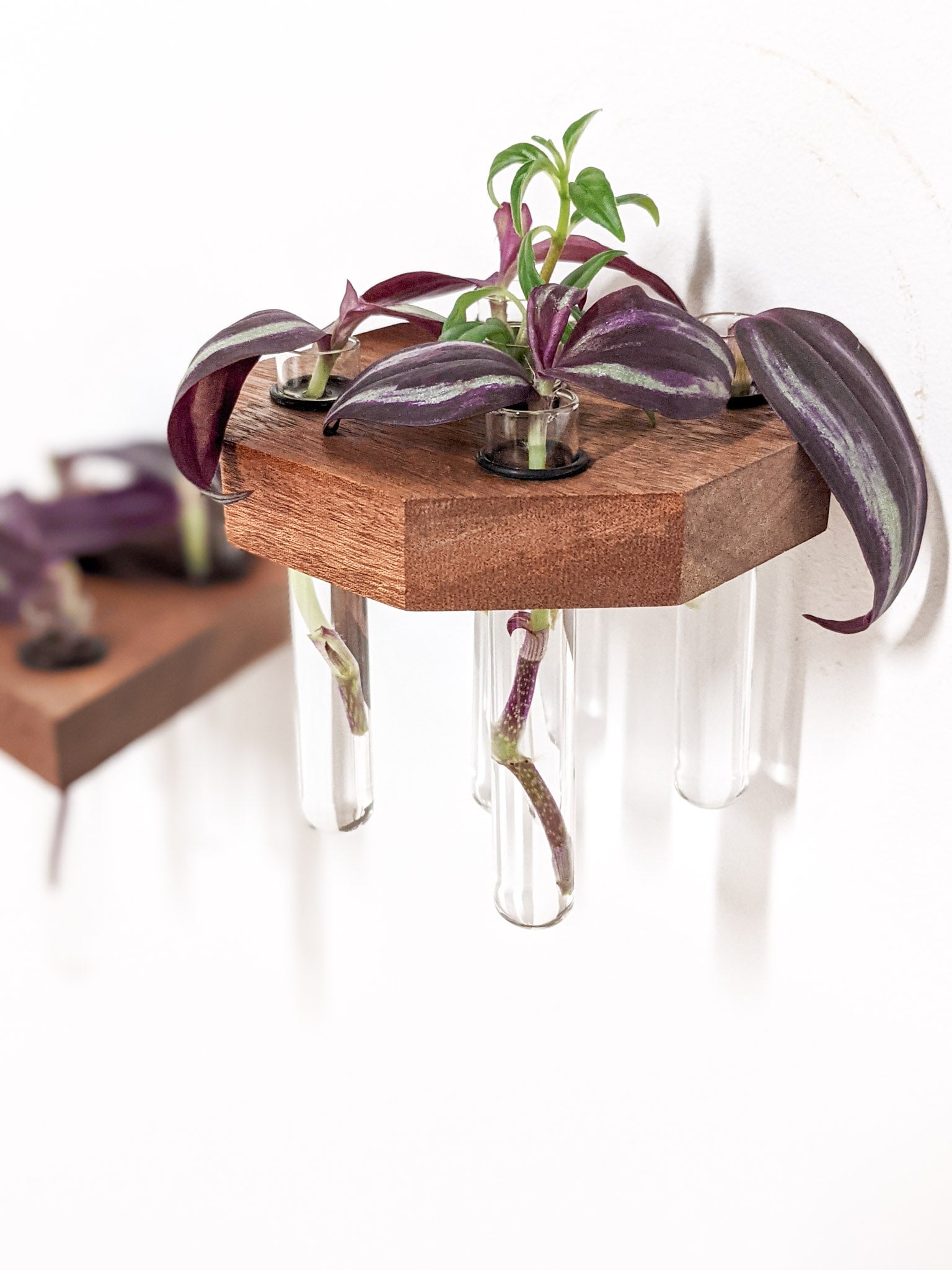 Octavia Propagation Station | Handcrafted Oak and Mahogany 5