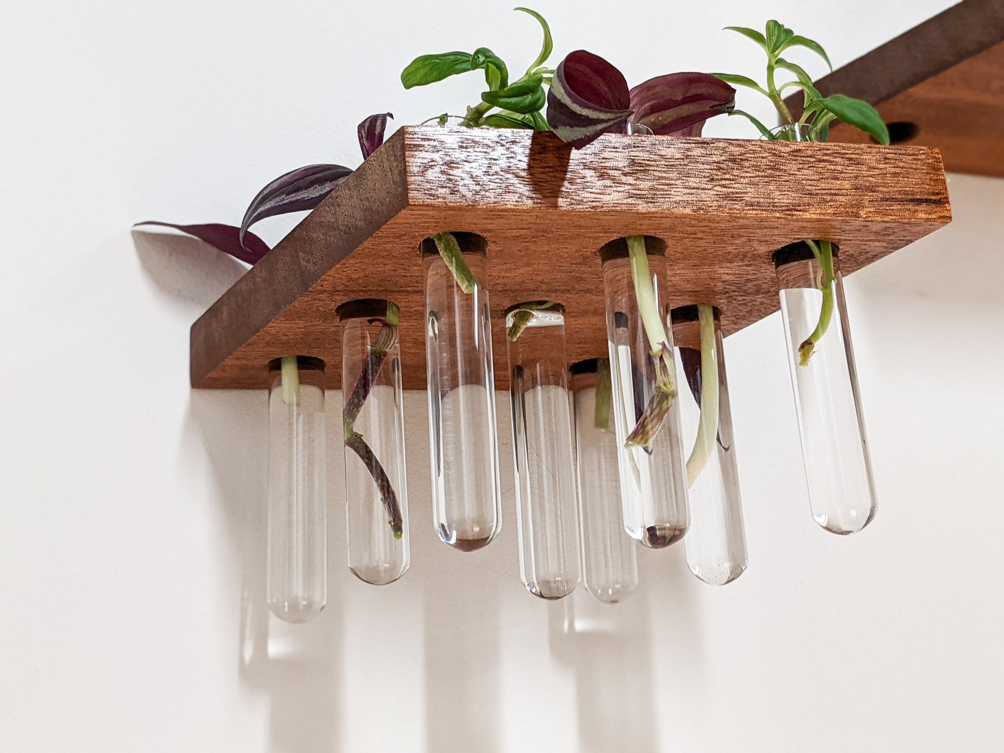 Rhea Propagation Station | Oak and Mahogany Display Shelf 0