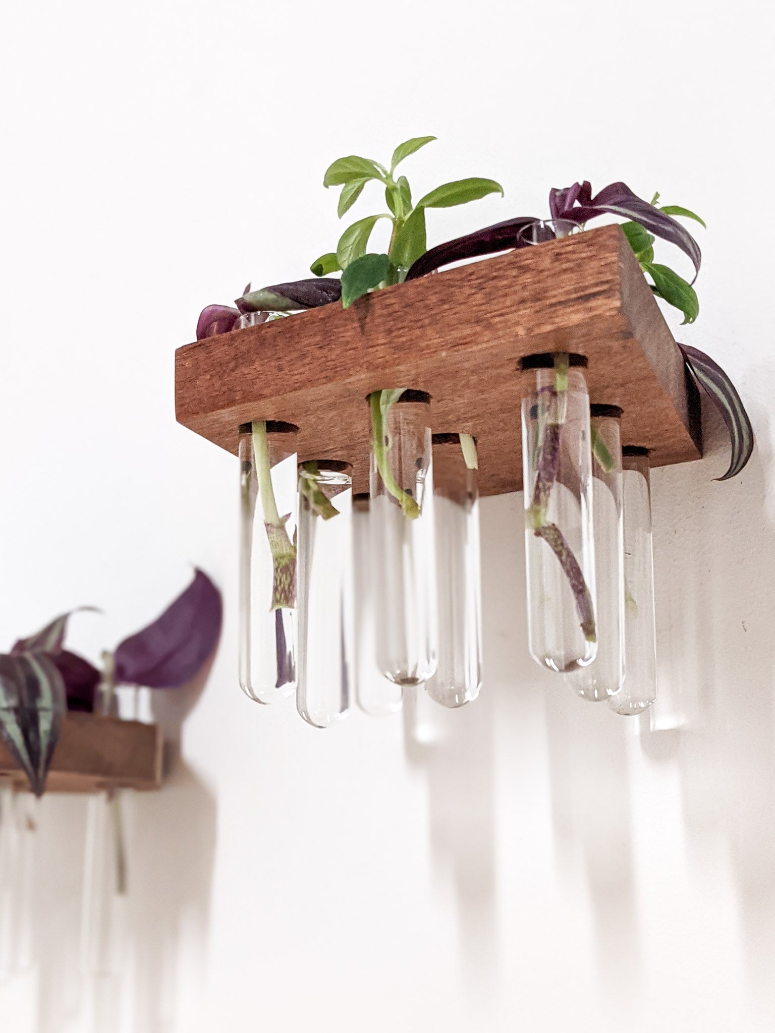 Rhea Propagation Station | Oak and Mahogany Display Shelf 1