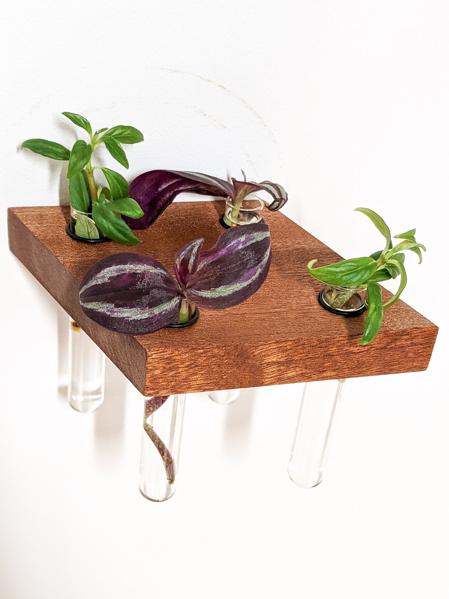 Rhea Propagation Station | Oak and Mahogany Display Shelf 3
