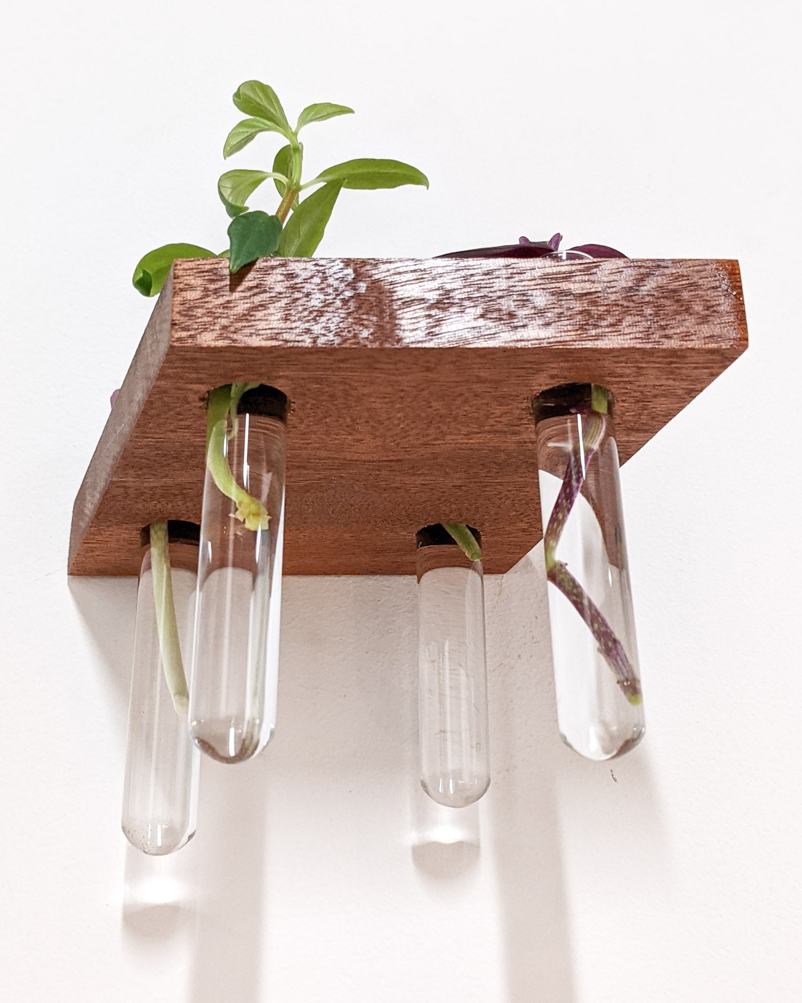 Rhea Propagation Station | Oak and Mahogany Display Shelf 4