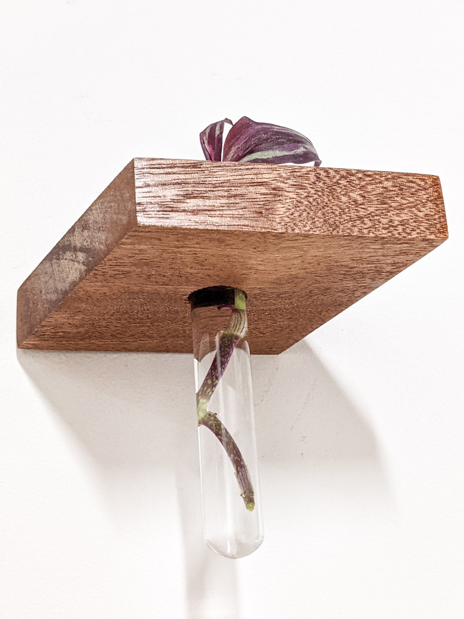 Rhea Propagation Station | Oak and Mahogany Display Shelf 6