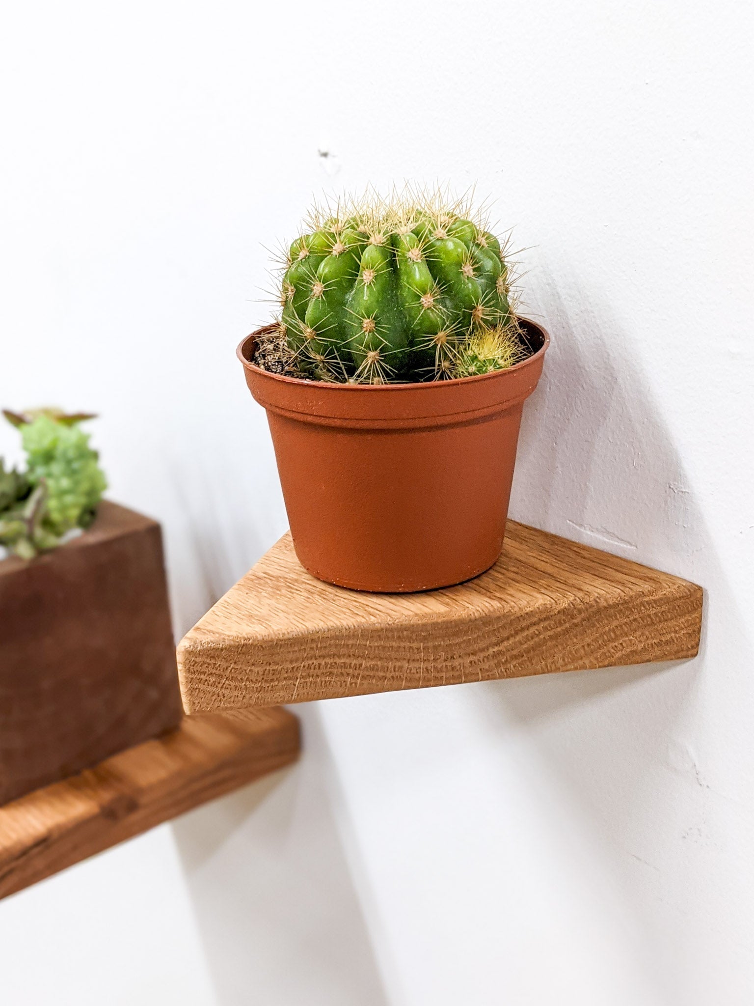 Sola Floating Shelf Set | Oak and Mahogany 0