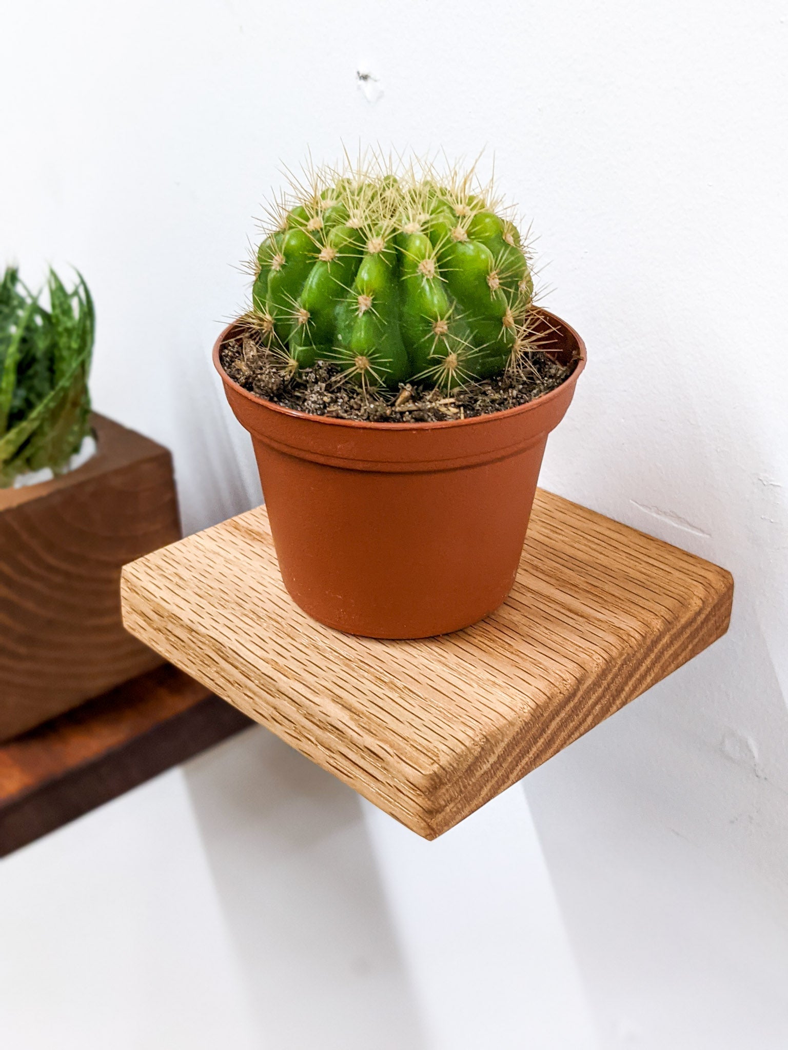 Sola Square Shelf | Handcrafted Oak Display 0