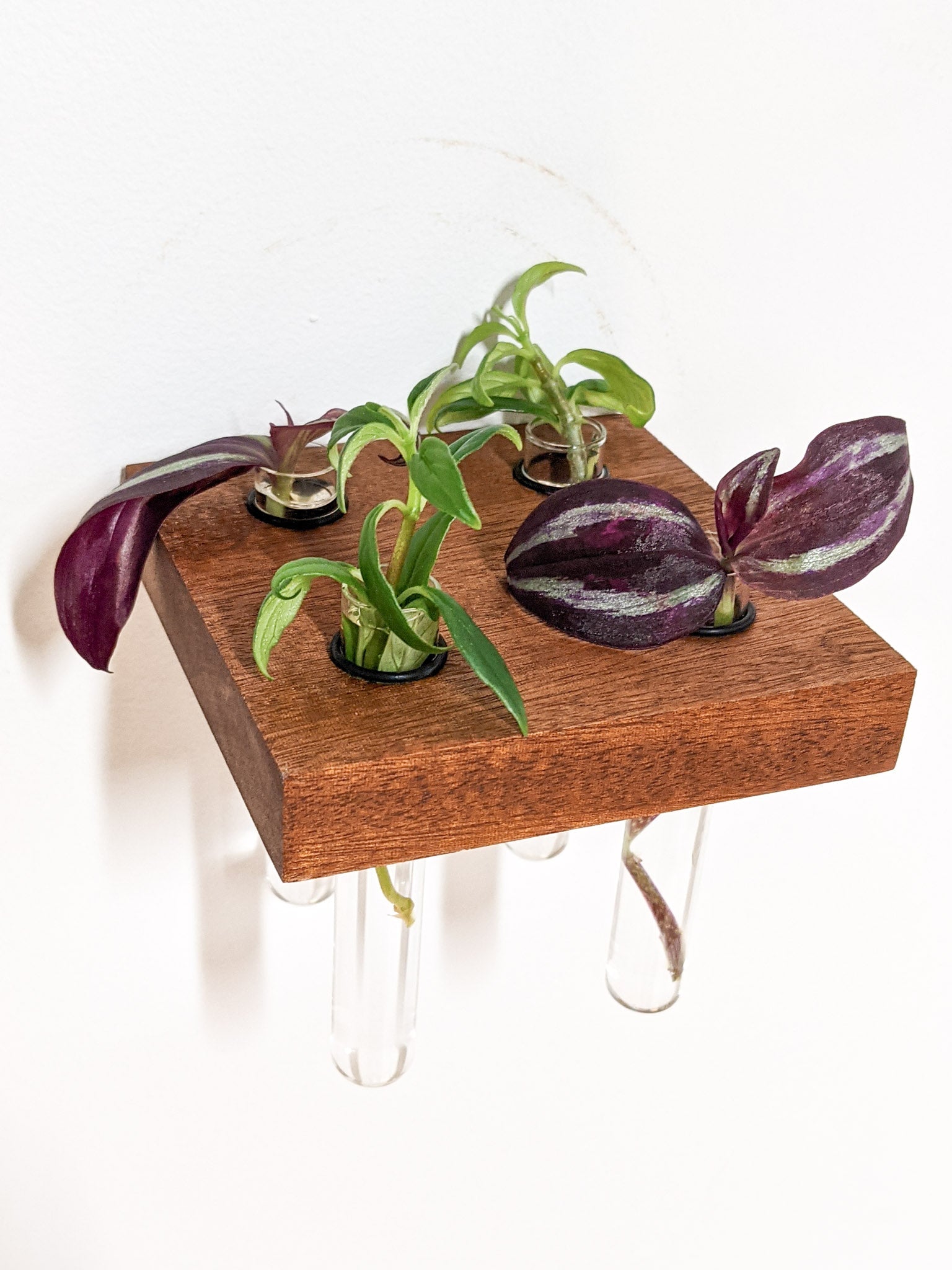 Squa Plant Shelf Indoor | Handcrafted Oak or Mahogany with Glass Vases 2