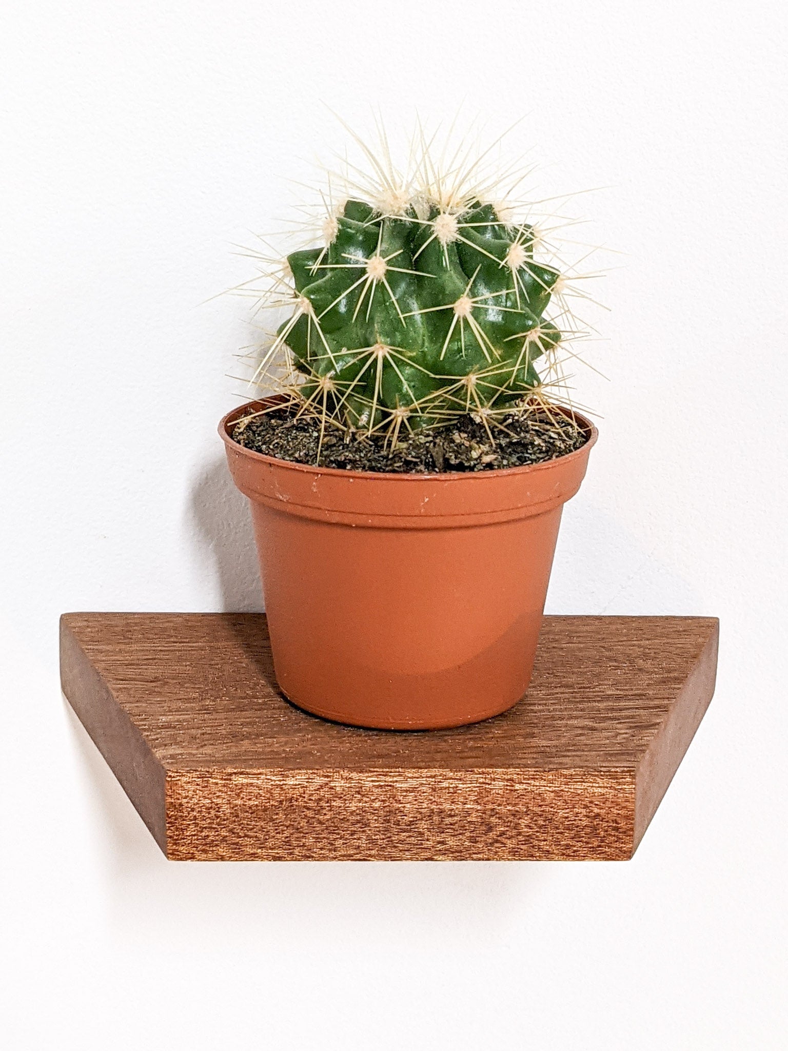 Tara Display Shelf | Handcrafted Oak, Compact Design 6