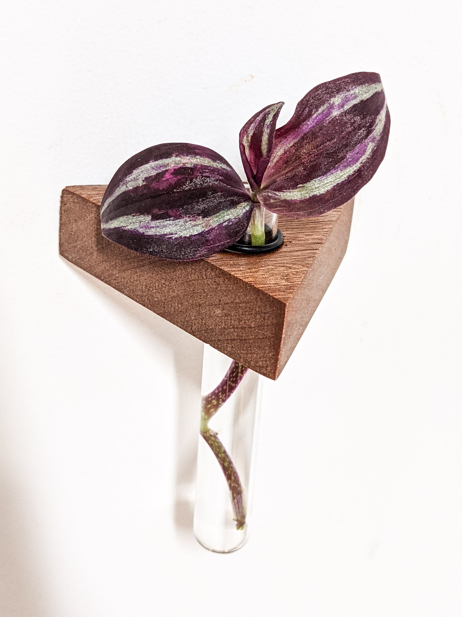 Trellis Plant Shelf | Premium Oak or Mahogany 6