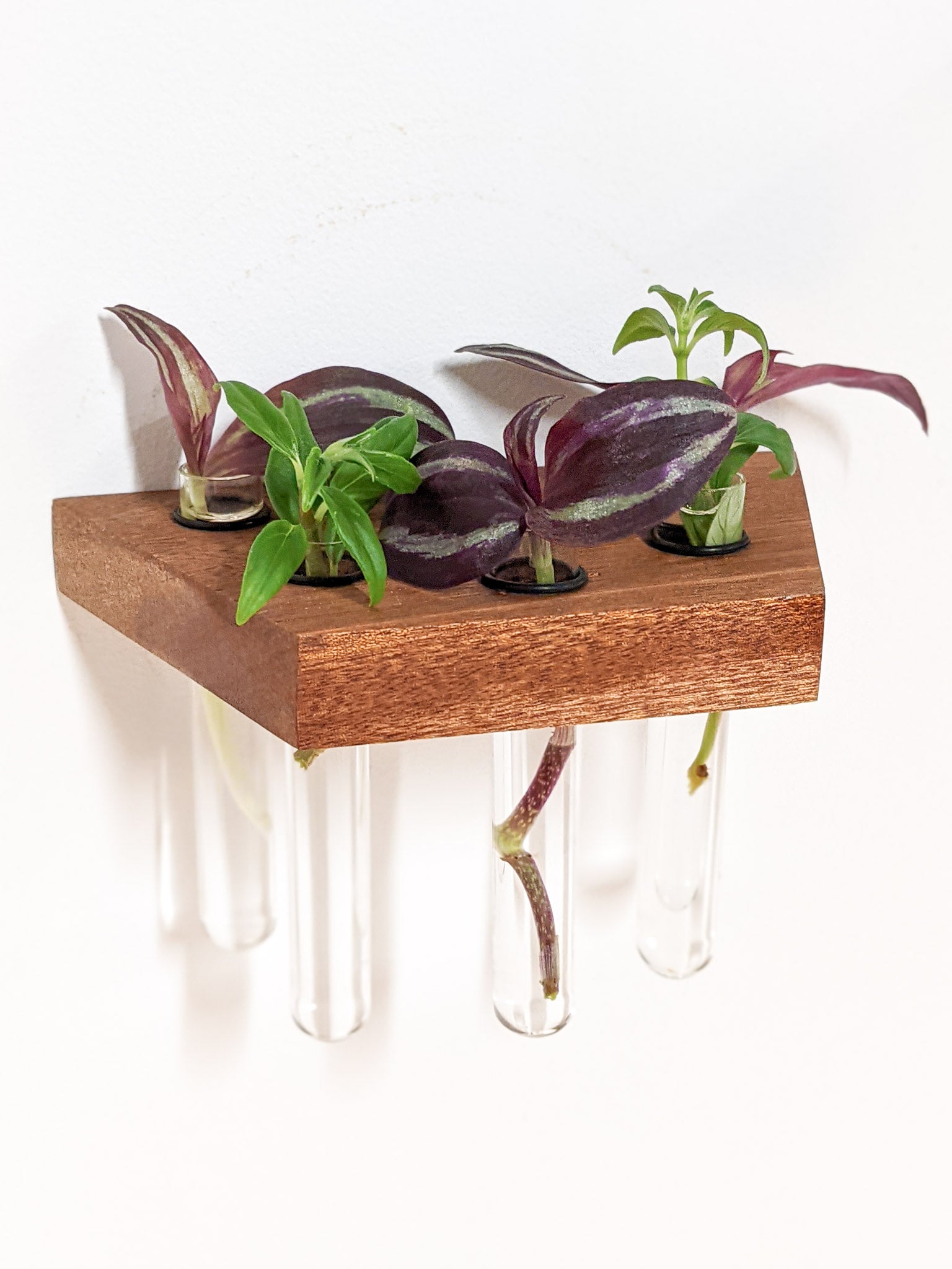 Tropica Trapezoid Shelf | Premium Oak or Mahogany for Plant Cuttings 1