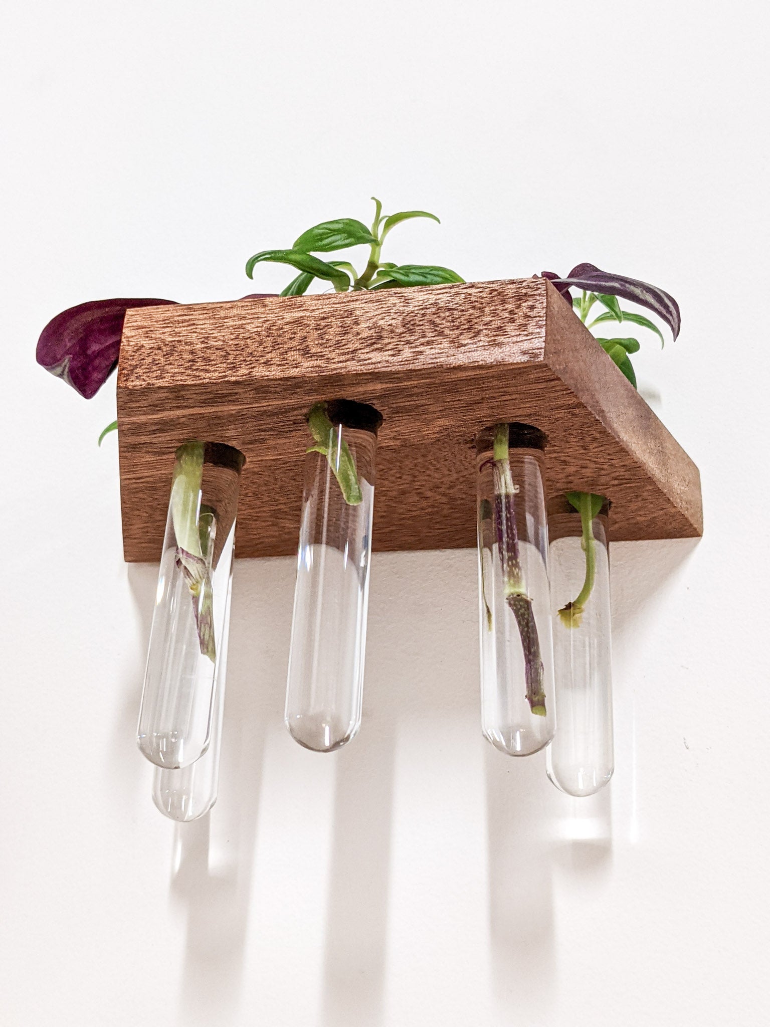 Tropica Trapezoid Shelf | Premium Oak or Mahogany for Plant Cuttings 2