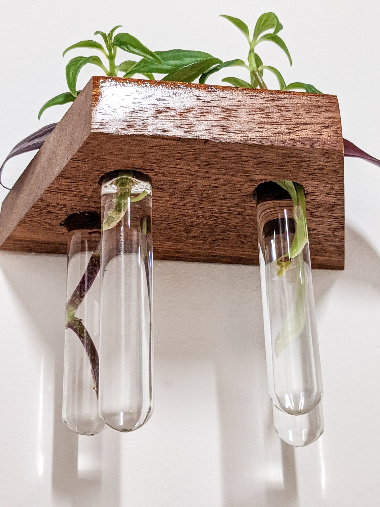 Tropica Trapezoid Shelf | Premium Oak or Mahogany for Plant Cuttings 4