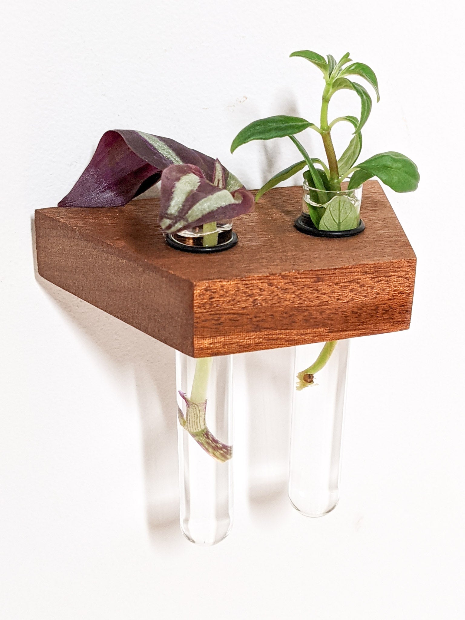 Tropica Trapezoid Shelf | Premium Oak or Mahogany for Plant Cuttings 5